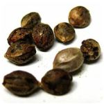 Семена марихуаны АК-47  (Seeds AK-47) в Геленджике